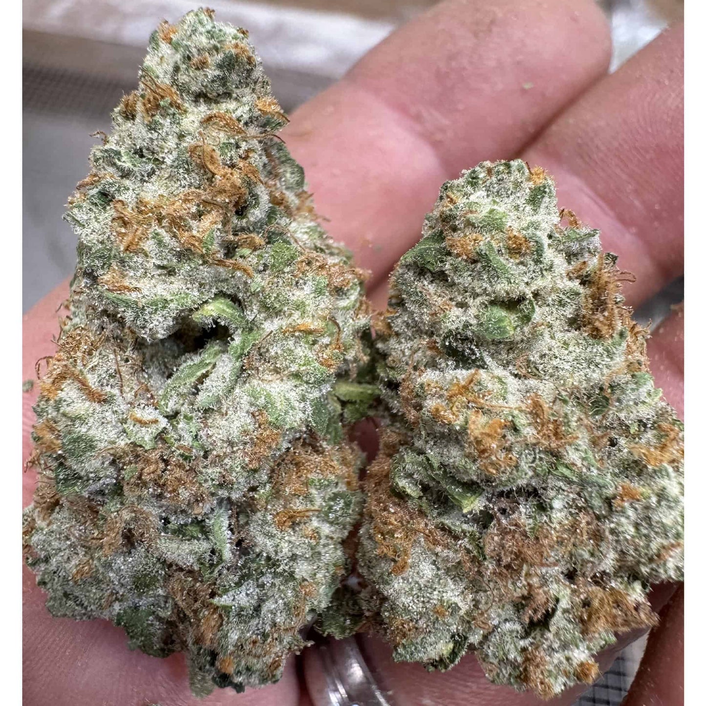 OG Chem