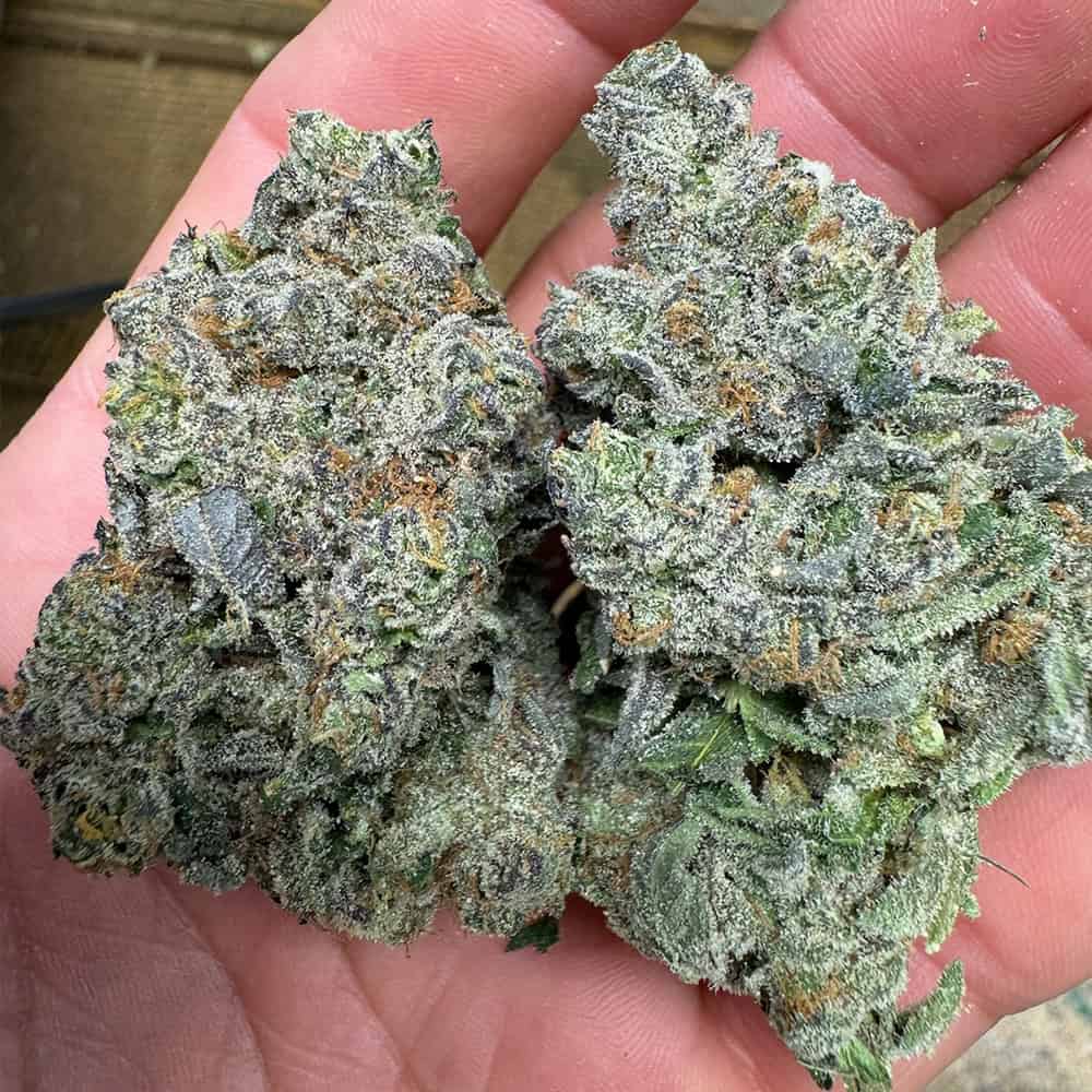 Guava Cookies